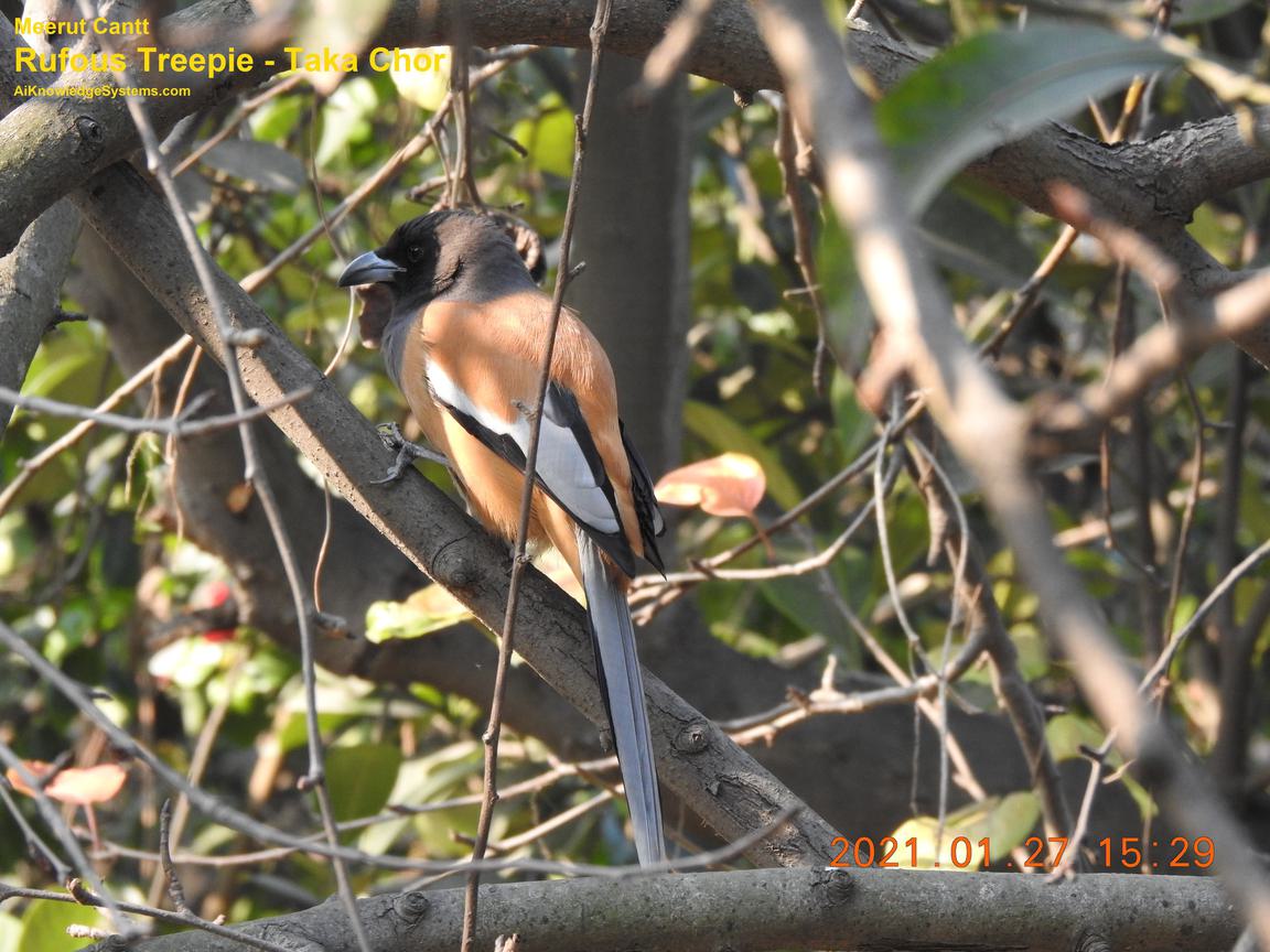 Rufous Treepie (42) Coming Soon